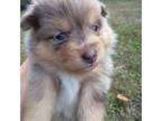 Australian Shepherd Puppy for sale in Rocky Face, GA, USA