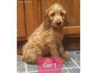 Goldendoodle Puppy for sale in Claremont, NC, USA