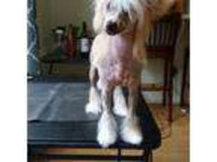 Chinese Crested Puppy for sale in Germantown, MD, USA