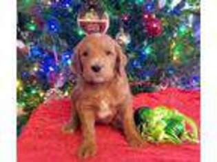 Goldendoodle Puppy for sale in West Columbia, TX, USA