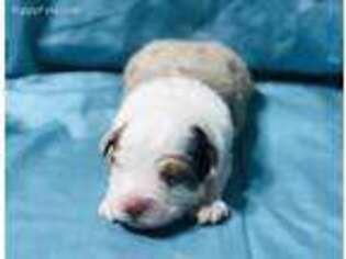 Miniature Australian Shepherd Puppy for sale in Irving, TX, USA