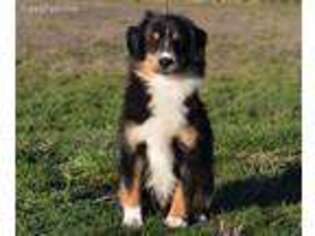Miniature Australian Shepherd Puppy for sale in Canby, OR, USA