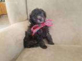 Mutt Puppy for sale in Colonial Heights, VA, USA
