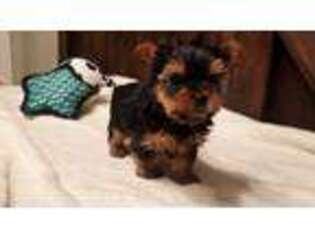 Yorkshire Terrier Puppy for sale in Leesburg, GA, USA