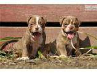 Olde English Bulldogge Puppy for sale in Cleveland, OH, USA