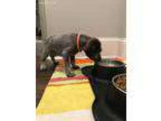 German Shorthaired Pointer Puppy for sale in Clyo, GA, USA