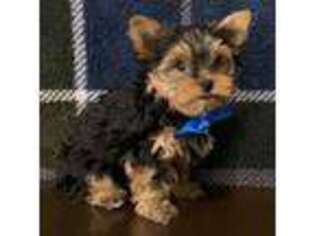 Yorkshire Terrier Puppy for sale in Idaho Falls, ID, USA