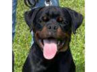 Rottweiler Puppy for sale in Fulton, NY, USA