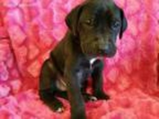 Great Dane Puppy for sale in Folsom, LA, USA