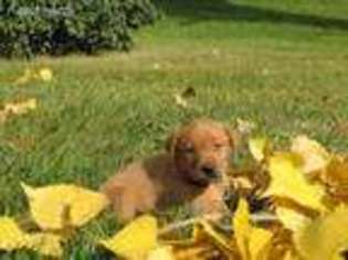 Labrador Retriever Puppy for sale in Tower City, ND, USA