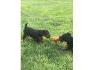 Welsh Terrier Puppy for sale in Farmington, NM, USA
