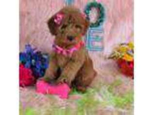 Mutt Puppy for sale in Shelton, CT, USA