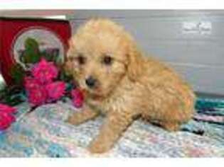 Cavapoo Puppy for sale in Ann Arbor, MI, USA
