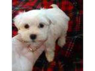 Maltese Puppy for sale in Danbury, NC, USA