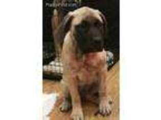 Mastiff Puppy for sale in Orrick, MO, USA