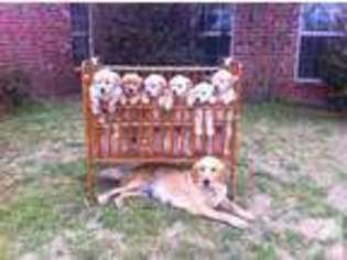 Golden Retriever Puppy for sale in PICKTON, TX, USA