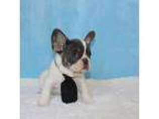 French Bulldog Puppy for sale in Savannah, GA, USA