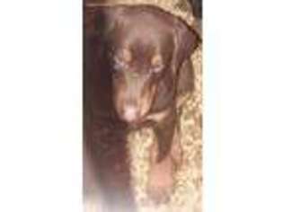 Doberman Pinscher Puppy for sale in Albany, NY, USA