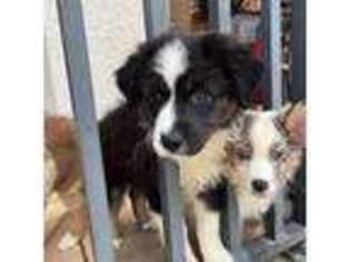 Australian Shepherd Puppy for sale in Lehigh Acres, FL, USA