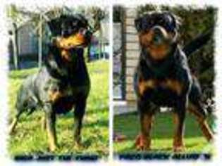 Rottweiler Puppy for sale in FORT LAUDERDALE, FL, USA