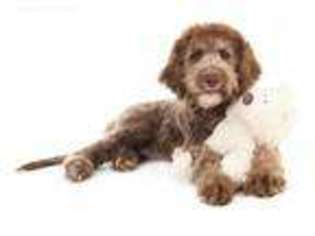 Goldendoodle Puppy for sale in Robertsdale, AL, USA
