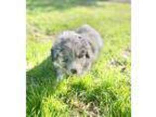 Australian Shepherd Puppy for sale in Litchfield Park, AZ, USA