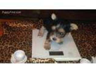 Yorkshire Terrier Puppy for sale in Dolton, IL, USA