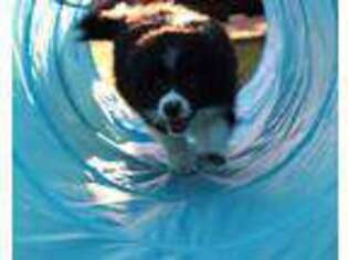 Border Collie Puppy for sale in Wilmington, NC, USA
