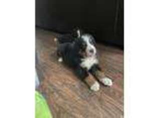 Bernese Mountain Dog Puppy for sale in Little Elm, TX, USA