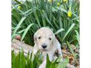 Goldendoodle Puppy for sale in Middleboro, MA, USA