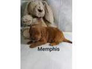 Goldendoodle Puppy for sale in Montgomery, IN, USA