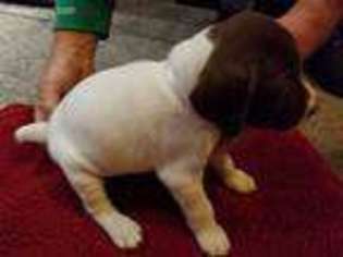 German Shorthaired Pointer Puppy for sale in Diamond, OH, USA