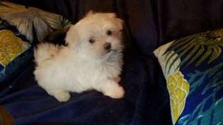 Maltese Puppy for sale in Grand Prairie, TX, USA