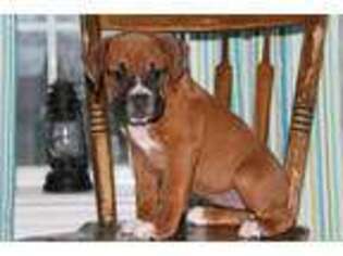 Boxer Puppy for sale in Annville, PA, USA