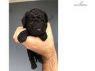 Labradoodle Puppy for sale in Los Angeles, CA, USA