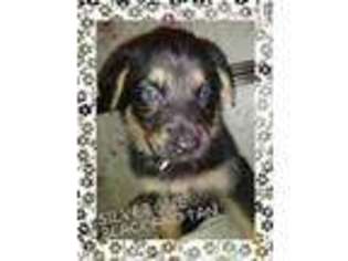 German Shepherd Dog Puppy for sale in Darlington, SC, USA
