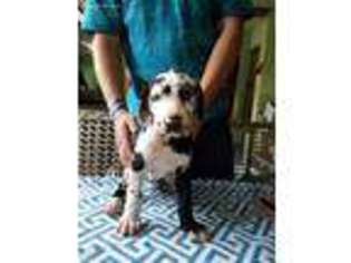 Great Dane Puppy for sale in Freeport, MI, USA