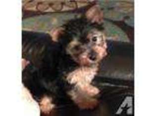 Yorkshire Terrier Puppy for sale in LONGWOOD, FL, USA