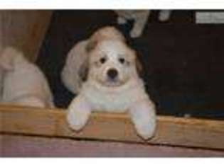 Great Pyrenees Puppy for sale in Winston Salem, NC, USA