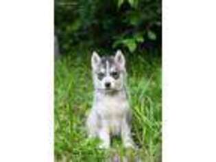 Siberian Husky Puppy for sale in Glens Falls, NY, USA