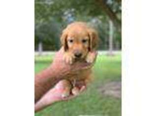 Golden Retriever Puppy for sale in Glennville, GA, USA