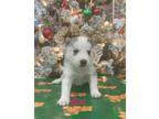 Siberian Husky Puppy for sale in New Hartford, NY, USA
