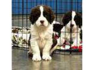 English Springer Spaniel Puppy for sale in New Carlisle, OH, USA