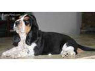Basset Hound Puppy for sale in Alto, GA, USA