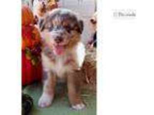 Australian Shepherd Puppy for sale in Tyler, TX, USA