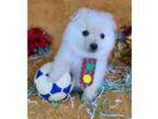 American Eskimo Dog Puppy for sale in Shelton, CT, USA