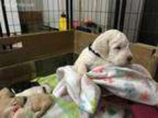 Goldendoodle Puppy for sale in Williams, IN, USA