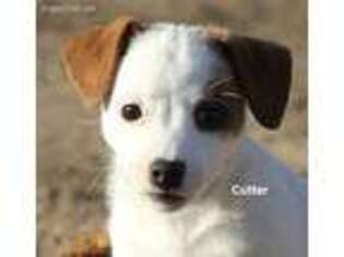 Jack Russell Terrier Puppy for sale in Seymour, TX, USA