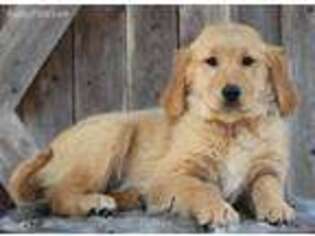 Golden Retriever Puppy for sale in Holton, MI, USA