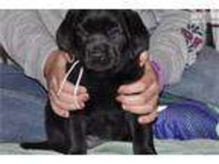 Labrador Retriever Puppy for sale in Louisville, KY, USA